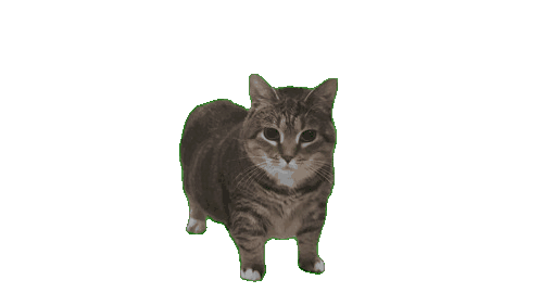 squared meme feature